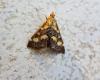 Pyrausta purpuralis
